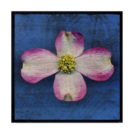 John W. Golden 'Pink Dogwood' Canvas Art,24x24